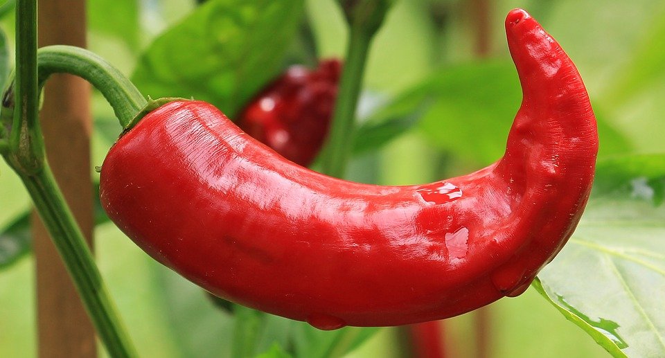 Il est un vrai stimulant des plantes et contient les éléments nutritifs essentiels des plantes (Azote (N), Phosphore (P), Potassium (K) 1) ) Augmente le rendement de la plante et améliore la qualité du produit. 2) Stimulant nutritionnel des plantes en créant les conditions normales de température et de pression 3) Efficace en contre saison ou pendant la sécheresse car réduit la perte d’eau due à l’évaporation et la dispersion 4) Il permet à la plante de faire meilleur usage de l’eau qui s’infiltre et se stabilise autour du système radiculaire de la plante pour lui permettre d’absorber plus rationnellement et ultérieurement les éléments nutritifs. 5) Lutte efficacement contre les vers et parasites présents dans le sol. Avantages spécifiques: 1. Améliore le rendement 2. Améliore la qualité du produit (dure plus en conservation et la qualité est préservée) 3. Réduit le besoin d’eau de la plante 4. Renforce le système d’autodéfense des plantes 5. Engrais organique biodégradable, non agressif 6. Ne détruit point le ph du sol 7. Utilisable à toutes les étapes de développement des plants et sur tout type de culture (dès la pépinière) Le SUPER GRO est la solution au besoin en nutriments de tous vos plants. Mode d'emploi : Diluer 1 ml de Super Gro dans 1 litre d'eau 15 ml pour 15 litres d'eau. 5 litres de Super Gro pour 5 000 litres d'eau. Pulvérisé la plante, pulvérisé encore après 1 mois. Fabricant : GNLD-NEOLIFE international