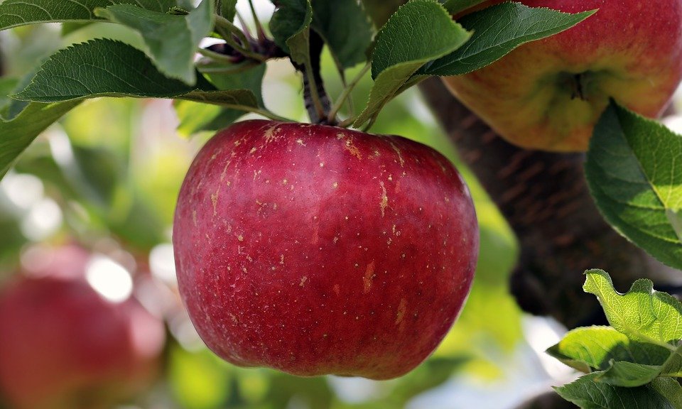 Il est un vrai stimulant des plantes et contient les éléments nutritifs essentiels des plantes (Azote (N), Phosphore (P), Potassium (K) 1) ) Augmente le rendement de la plante et améliore la qualité du produit. 2) Stimulant nutritionnel des plantes en créant les conditions normales de température et de pression 3) Efficace en contre saison ou pendant la sécheresse car réduit la perte d’eau due à l’évaporation et la dispersion 4) Il permet à la plante de faire meilleur usage de l’eau qui s’infiltre et se stabilise autour du système radiculaire de la plante pour lui permettre d’absorber plus rationnellement et ultérieurement les éléments nutritifs. 5) Lutte efficacement contre les vers et parasites présents dans le sol. Avantages spécifiques: 1. Améliore le rendement 2. Améliore la qualité du produit (dure plus en conservation et la qualité est préservée) 3. Réduit le besoin d’eau de la plante 4. Renforce le système d’autodéfense des plantes 5. Engrais organique biodégradable, non agressif 6. Ne détruit point le ph du sol 7. Utilisable à toutes les étapes de développement des plants et sur tout type de culture (dès la pépinière) Le SUPER GRO est la solution au besoin en nutriments de tous vos plants. Mode d'emploi : Diluer 1 ml de Super Gro dans 1 litre d'eau 15 ml pour 15 litres d'eau. 5 litres de Super Gro pour 5 000 litres d'eau. Pulvérisé la plante, pulvérisé encore après 1 mois. Fabricant : GNLD-NEOLIFE international