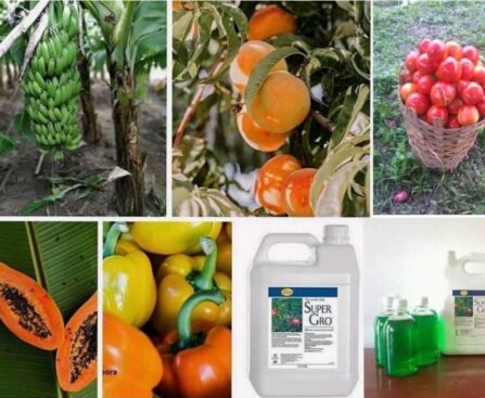 COMMENT UTILISER LE SUPER GRO ? Le mode d'utilisation du Super Gro conseille un mélange de 1ml de Super Gro avec 1litre d'eau (pour les cultures saisonnières et maraichères), et un mélange de 2ml de Super Gro avec 1 litre d'eau (pour les cultures pérennes).