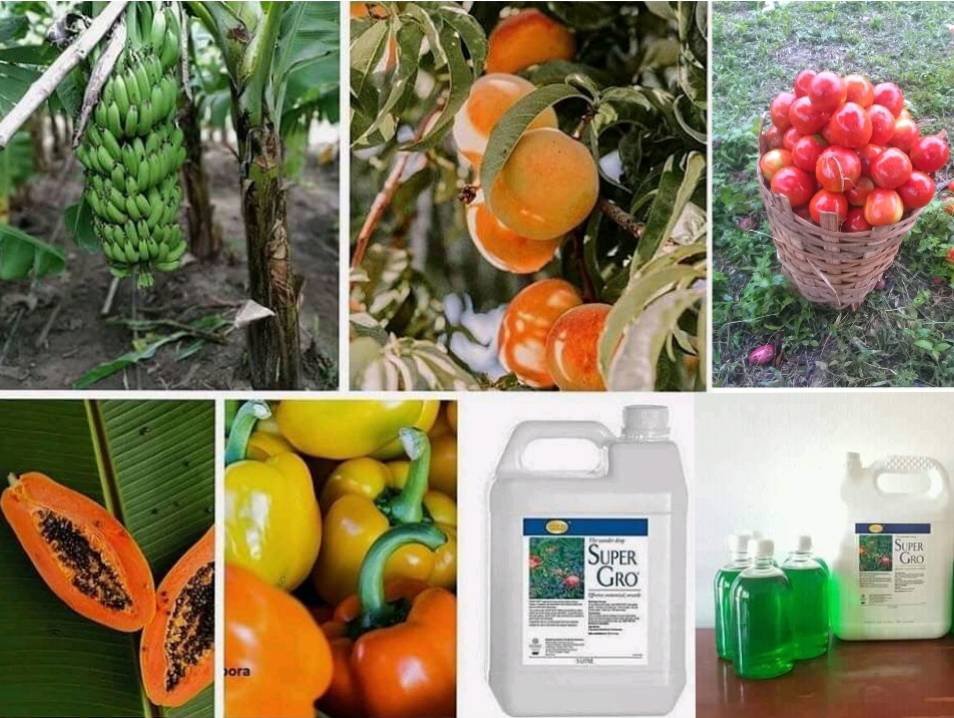 COMMENT UTILISER LE SUPER GRO ? Le mode d'utilisation du Super Gro conseille un mélange de 1ml de Super Gro avec 1litre d'eau (pour les cultures saisonnières et maraichères), et un mélange de 2ml de Super Gro avec 1 litre d'eau (pour les cultures pérennes).