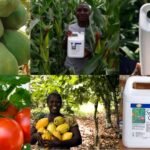 Super Gro au Bénin : Prix, Utilisation et Rendements Record