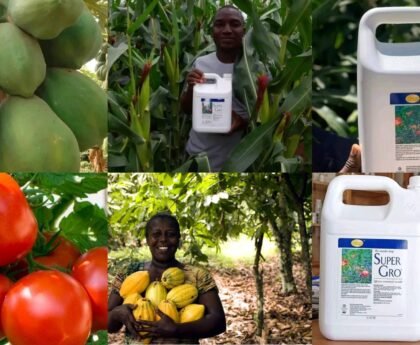 Super Gro au Bénin : Prix, Utilisation et Rendements Record